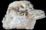 Oreodont Jaw Section With Teeth - South Dakota #81954-1